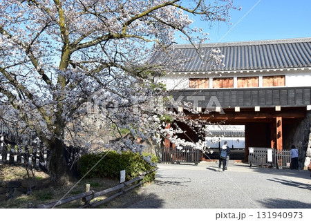 長野県松本市 松本城太鼓門(一の門・西側)と満開桜 長野県松本市 松本城太鼓門(一の門・西側)と満開桜 131940973