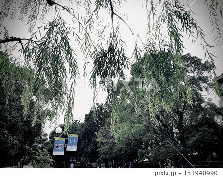 公園の柳越しの空 公園の柳越しの空 131940990