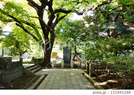 湯島聖堂の楷樹(東京都文京区) 湯島聖堂の楷樹(東京都文京区) 131941299