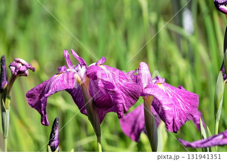 花菖蒲　ハナショウブ 131941351