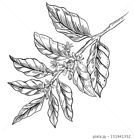 A flowering coffee tree branch with leaves. A realistic coffee-themed vector illustration for product design, interior decor, packaging, posters, postcards, and menus. A flowering coffee tree branch with leaves. A realistic coffee-themed vector illustration for product design, interior decor, packaging, posters, postcards, and menus. 131941352
