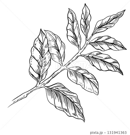 Coffee branch. Realistic graphics for coffee product design, packaging, posters, coffee shop interiors, and clothing and fabric printing. Coffee branch. Realistic graphics for coffee product design, packaging, posters, coffee shop interiors, and clothing and fabric printing. 131941363