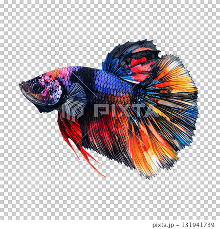 Striking watercolor illustration of a black Betta fish with vibrant blue, pink, orange, and red flowing fins. Pet. 131941739
