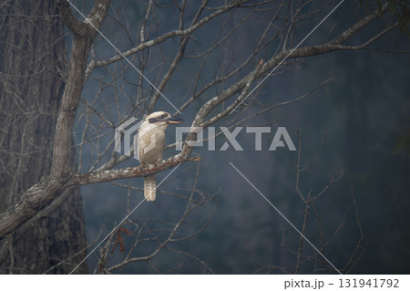 Laughing kookaburra surrounded by bush smoke Laughing kookaburra surrounded by bush smoke 131941792