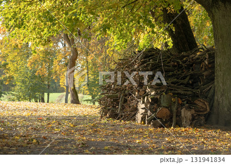 Cozy Autumn Wood Pile Under Tree In Park With Fallen Leaves And Dappled Light 131941834