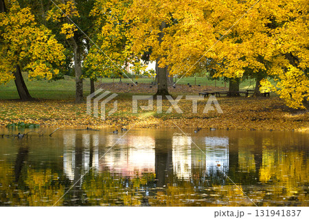 Golden Autumn Trees By Serene Lake Park With Ducks And Reflections Golden Autumn Trees By Serene Lake Park With Ducks And Reflections 131941837