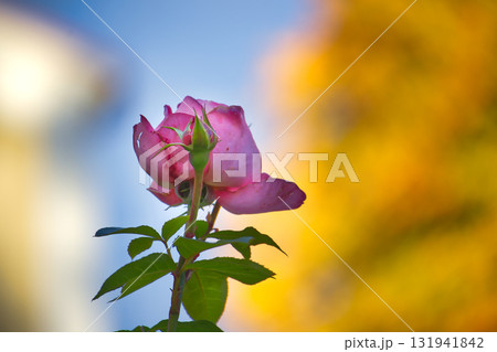 Pink Rose in Soft Focus Garden Scene With Blue Sky and Golden Background 131941842