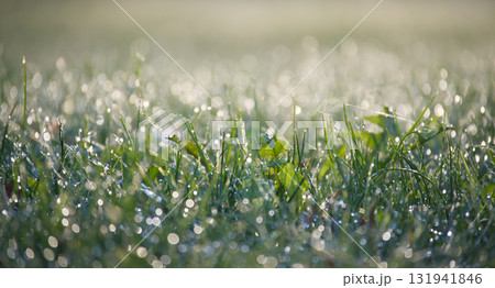 Close-up of fresh green grass with water droplets in the morning sunlight Close-up of fresh green grass with water droplets in the morning sunlight 131941846