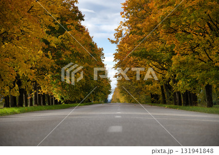 Long Straight Road Through Fall Colored Trees Creating a Serene Autumn Avenue 131941848