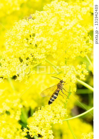 黄色いお花に隠れてとまる蜂 黄色いお花に隠れてとまる蜂 131942489