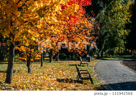 Maple trees in peak autumn color line a quiet park with empty benches. Urban green spaces, fall relaxation, mental escape, seasonal solitude 131942568