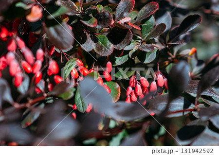 Red berries of a Berberis shrub contrast with its dark purple-green leaves in sunlight. Ornamental hedging, autumn fruiting, botanical interest, urban biodiversity Red berries of a Berberis shrub contrast with its dark purple-green leaves in sunlight. Ornamental hedging, autumn fruiting, botanical interest, urban biodiversity 131942592