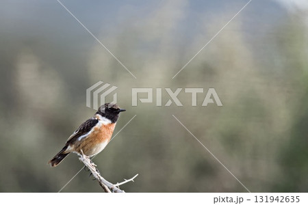 A Common Stonechat - Saxicola rubicola, Crete 131942635