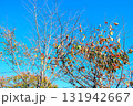 カラフルな枯れ葉と快晴の青空 北海道 131942667