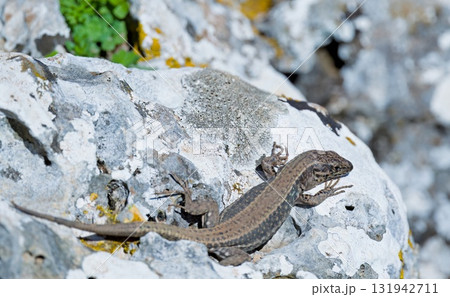 Cretan Wall Lizard - Podarcis cretensis, Crete 131942711