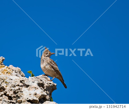 Crested Lark (Galerida cristata), Crete 131942714