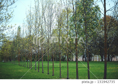 Freshly planted trees in the city park 131942735