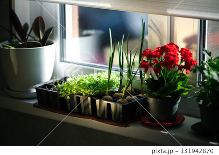 Growing greenery on the windowsill 131942870