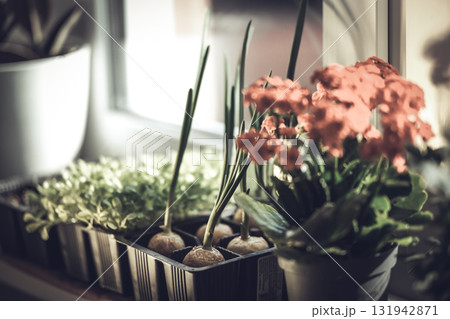 Growing greenery on the windowsill Growing greenery on the windowsill 131942871