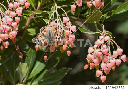 Painted Lady (Vanessa cardui) feeding on Arbutus unedo (strawberry tree) flowers, Crete Painted Lady (Vanessa cardui) feeding on Arbutus unedo (strawberry tree) flowers, Crete 131942881