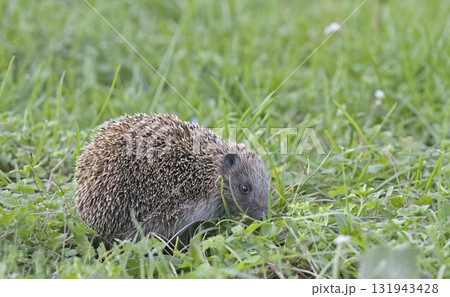 Northern white-breasted hedgehog (Erinaceus roumanicus), Greece Northern white-breasted hedgehog (Erinaceus roumanicus), Greece 131943428