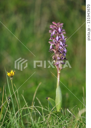 Flowers of Himantoglossum robertianum, Greece Flowers of Himantoglossum robertianum, Greece 131943670