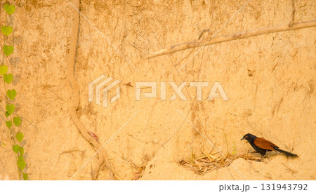 Greater coucal Centropus sinensis intermedius. 131943792