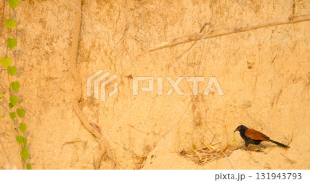 Greater coucal Centropus sinensis intermedius. 131943793