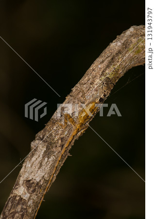 Cochinchina lizard Calotes bachae. 131943797