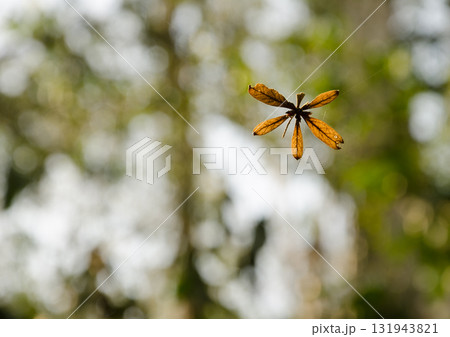 Leaves hanging suspended by spider silk threads. Leaves hanging suspended by spider silk threads. 131943821