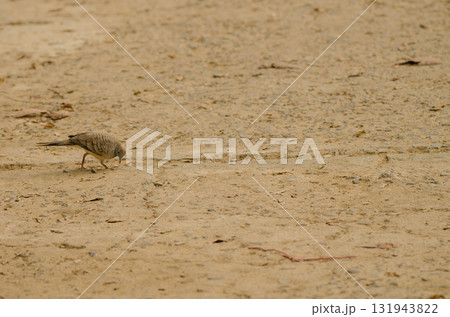 Zebra dove searching for food. 131943822