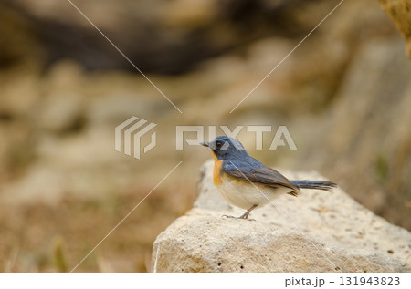 Tickell's blue flycatcher. 131943823