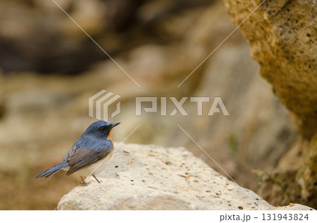 Tickell's blue flycatcher. 131943824