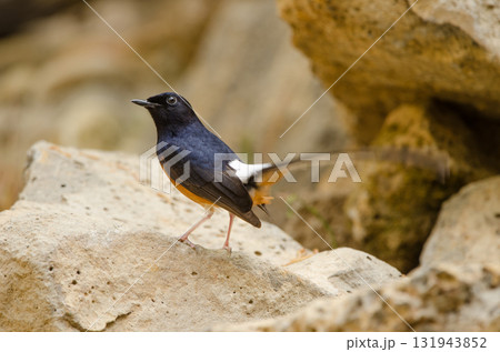 Male white-rumped shama. Male white-rumped shama. 131943852
