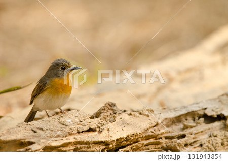 Tickell's blue flycatcher. 131943854