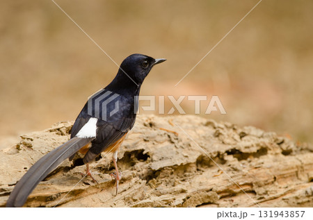 Male white-rumped shama. Male white-rumped shama. 131943857