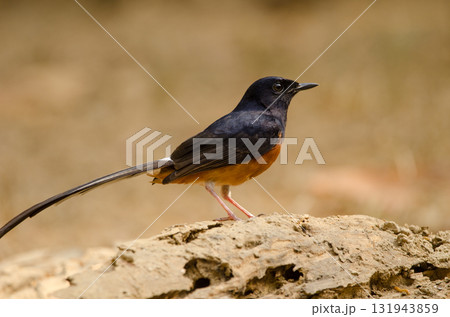 Male white-rumped shama. 131943859