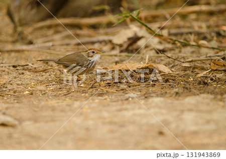 Puff-throated babbler Pellorneum ruficeps. Puff-throated babbler Pellorneum ruficeps. 131943869