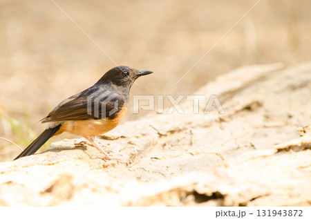 Female white-rumped shama. 131943872