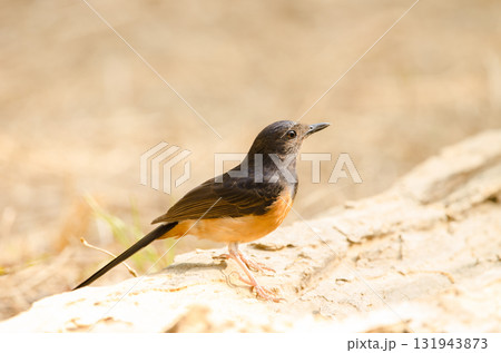 Female white-rumped shama. 131943873
