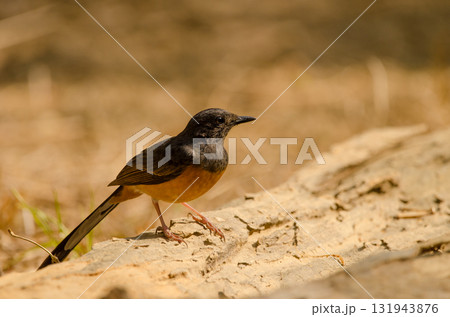 Female white-rumped shama. 131943876