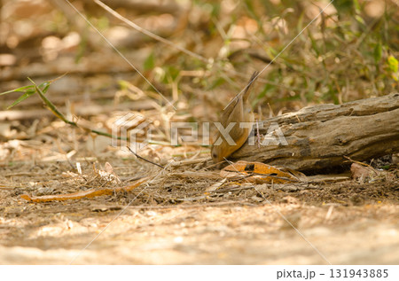 Buff-breasted babbler searching for food. 131943885