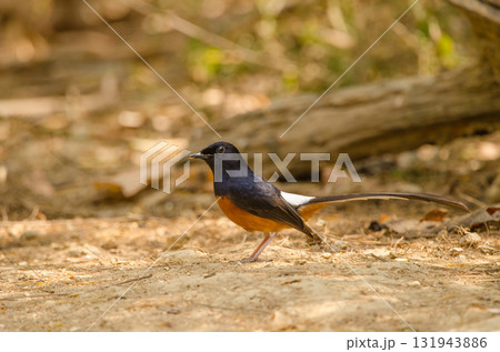 Male white-rumped shama. 131943886