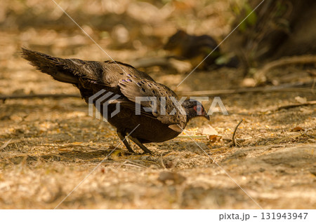 Female Germain's peacock-pheasant. Female Germain's peacock-pheasant. 131943947
