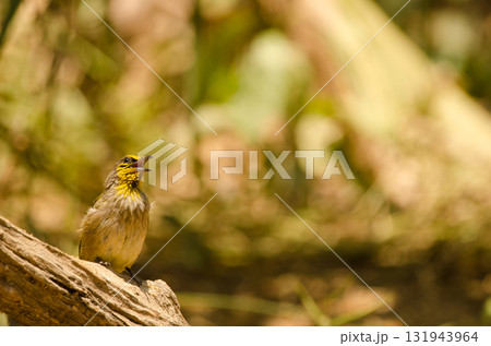 Stripe-throated bulbul Pycnonotus finlaysoni eous. 131943964
