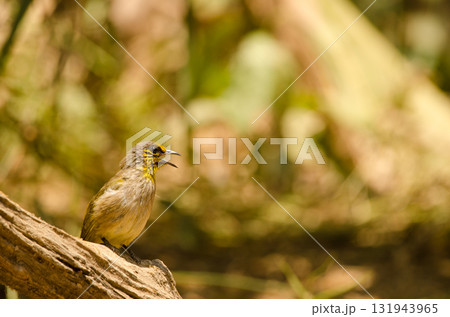 Stripe-throated bulbul Pycnonotus finlaysoni eous. Stripe-throated bulbul Pycnonotus finlaysoni eous. 131943965