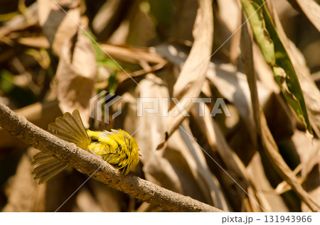 Black-crested bulbul Pycnonotus flaviventris. Black-crested bulbul Pycnonotus flaviventris. 131943966