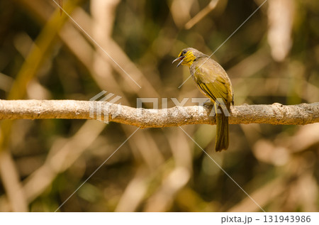 Stripe-throated bulbul Pycnonotus finlaysoni eous. 131943986