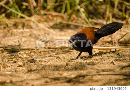 Greater coucal searching for food. Greater coucal searching for food. 131943995