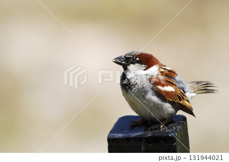 House Sparrow (Passer domesticus), Greece House Sparrow (Passer domesticus), Greece 131944021
